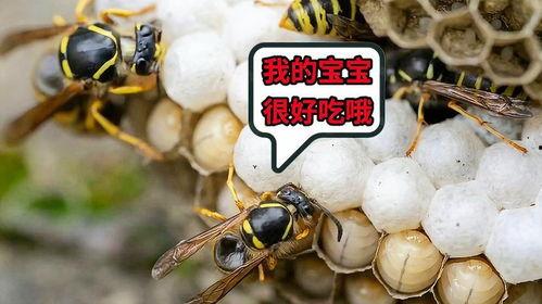 蜜蜂吃瓜娱乐,揭秘甜蜜背后的趣味世界